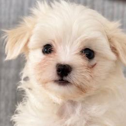 Maltese Puppies from Maltese  puppies DFW