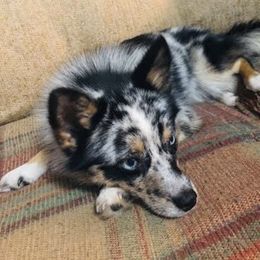 Ariel - Pomsky