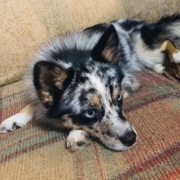 Ariel - Pomsky