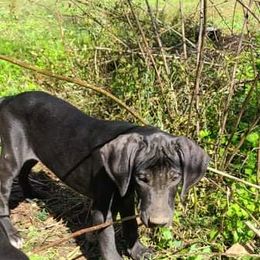 Great Dane Puppies from Trisha Self's Great Danes