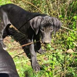 Great Dane Puppies from Trisha Self's Great Danes