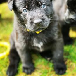 German Shepherd Puppies from Von Lambor German Shepherds