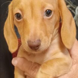 Beth (Light Red) - Red female Dachshund puppy in Frankfort, Kentucky from Gigi's Dachshunds