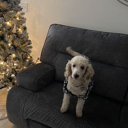 Ruby - Poodle