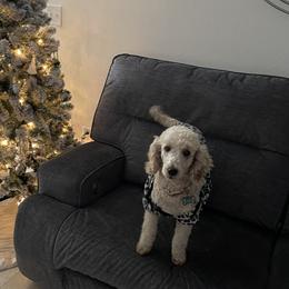 Ruby - Poodle