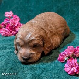 Marigold - Buff female Cockapoo puppy in Sunset, Louisiana from Cano Cockapoos