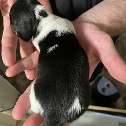 Dachshund Puppies from Hursh’s Hounds
