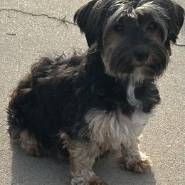 Blake - Yorkshire Terrier