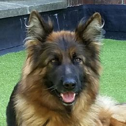 Diva - German Shepherd