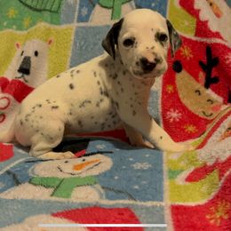 Rhiannon - White and black female Dalmatian puppy in Las Vegas, Nevada from 101 Dew Dream Valley Dalmatians