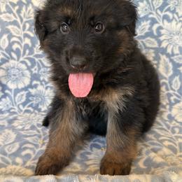 Crush - Black and red male German Shepherd puppy in Coplay, Pennsylvania from By My Side Germans Shepherds & Dobermans