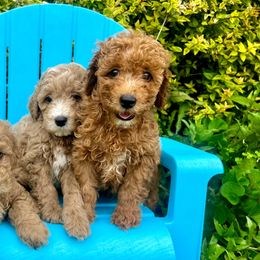 Poodles from Lovely Little Poodles