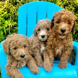 Poodles from Lovely Little Poodles