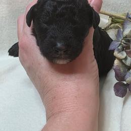 Noel - Black and white female Bernedoodle puppy in Eatonville, Washington from Mt. Rainier Doodle Dogs