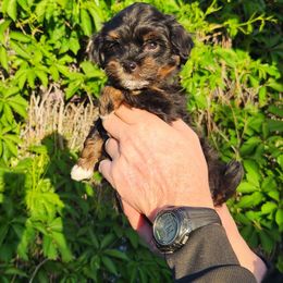 Girl 5 - Black brindle female Havanese puppy in Salt Lake City, Utah from Steal Your Heart Havanese