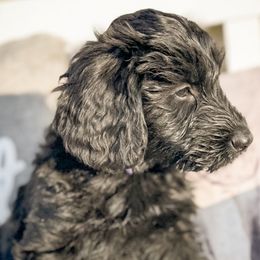 Baby Spice (Purple) - Black Giant Schnauzer puppy in Harrisville, Utah from Diamond in the Ruff