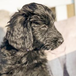 Baby Spice (Purple) - Black Giant Schnauzer puppy in Harrisville, Utah from Diamond in the Ruff