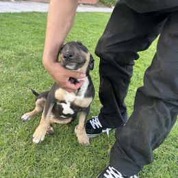 Honey - Black tan and white female Bull Terrier puppy in Stanton, California from Pure hearts