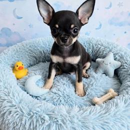 Jackson - Black and tan male Chihuahua puppy in Cape Coral, Florida from Inspired Chihuahuas