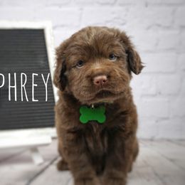 Chinese Shar-Pei and Companion Cross Puppies from Mini Hippo Land