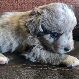 Sterling - Blue merle male Miniature Australian Shepherd puppy in Paris, Texas from Blue Envy Mini Aussies