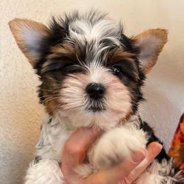 Biewer Terrier and Cavalier King Charles Spaniel Puppies from Kilmaren Cavaliers and Biewer Terriers