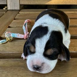 Girl 2 - Black tan and white female Beagle puppy in Sacramento, California from Alton Beagles