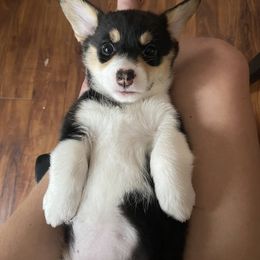 Pembroke Welsh Corgi Puppies from Sully's Corgis