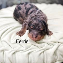 Ferris - Merle male Goldendoodle puppy in Pasco, Washington from Camp Doodle Woods