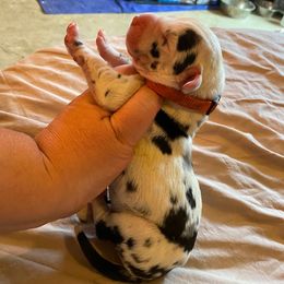 Girl 1 - Harlequin Great Dane puppy in Lawrenceburg, Indiana from Jordan Giants