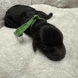 Clover - Black male Goldendoodle puppy in Charlotte, North Carolina from Hopeful Heart Doodles