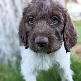 Red- blurry - Sporty Mix puppy in Snowflake, Arizona from Az Mountain Doodles