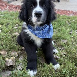 Axel - White and black male Newfoundland puppy in Goodhue, Minnesota from Claypits Newfoundlands