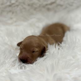Ella - Cream female Dachshund puppy in Chehalis, Washington from McJazzin Doxies