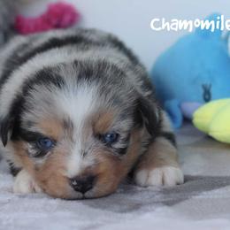 Chamomile - Blue merle female Miniature Australian Shepherd puppy in Garden Plain, Kansas from Krazy K Aussies