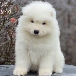 Samoyed Puppies from Snowshoe Samoyeds