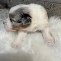 BMM2 - Blue merle male Australian Shepherd puppy in Manchester, Iowa from Lone Willow Aussies
