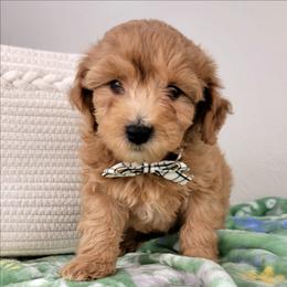 Florence - Apricot female Goldendoodle puppy in Temecula, California from Oodles O'Doodles