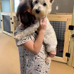 Bobo - West Highland White Terrier