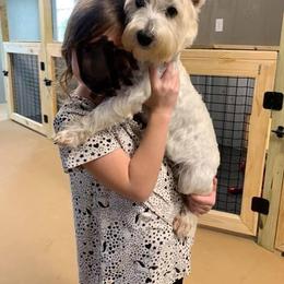 Bobo - West Highland White Terrier