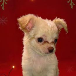 (Saint) Nick - Cream and white male Chihuahua puppy in Kyle, Texas from joy of chihuahuas tx