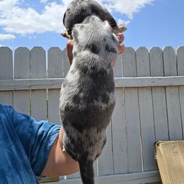 Blue Cheese - Dapple male Dachshund puppy in El Paso, Texas from Mells Weenies
