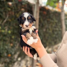 Everest - Tri-color male Bernedoodle puppy in Huntington Beach, California from The Canine Society