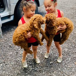 Goldendoodle Puppies from It's Reigning Red Goldendoodles