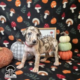 Lattte - Harlequin female Great Dane puppy in Spiro, Oklahoma from Big Birch Danes