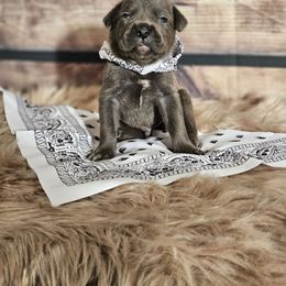 White-Straw carrier - Gray male Cane Corso puppy in Fritch, Texas from Carrie Brown's Cane Corsos