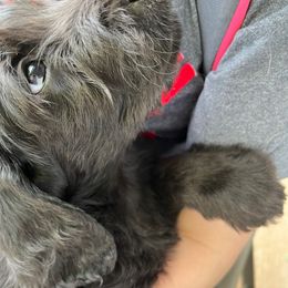 Boy 2 - Black male Labradoodle puppy in Spur, Texas from Purple Heart Canines