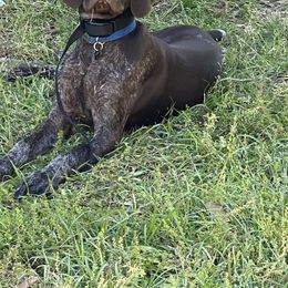 "Black male-Maverick X Thor 5 months old" German Shorthaired Pointer Puppies from CMC Farms