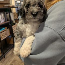 Taco - Blue merle male Aussiedoodle puppy in Yacolt, Washington from Aussiedoodles by Maggie