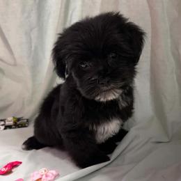 Myla - Black and tan female Yorkipoo puppy in Lebanon, Kentucky from Mosaic Merle Doodles